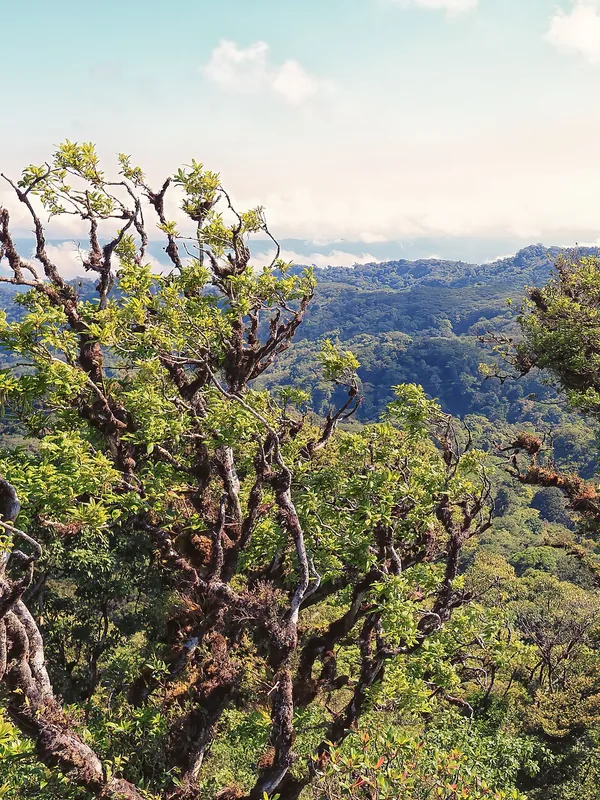 Cloud forest canopy in Monteverde, Costa Rica
