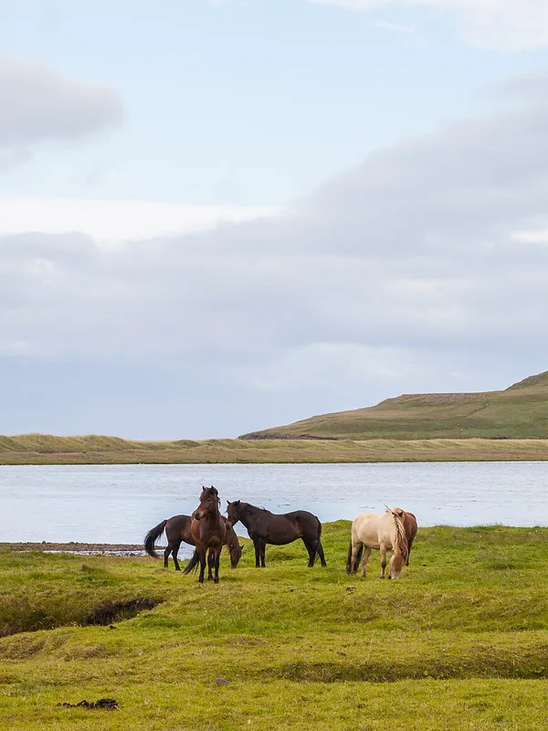 Horses below the Búlandshöfði headland in Iceland